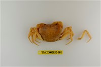 藏品(扁足澤蟹)的圖片